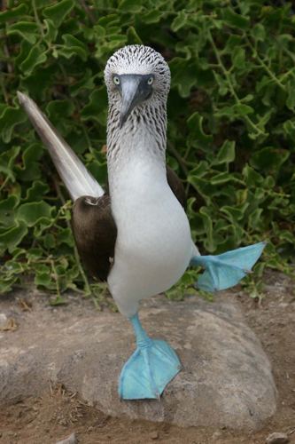 Blue-footed booby The dancing blue footed booby with beautiful blue feet