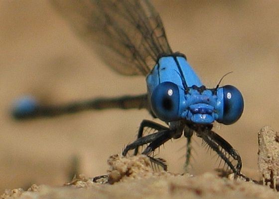 Blue-fronted dancer bugguidenetimagesraw2RKHMR2RKHMR3Z2ROL0ZOLMZ