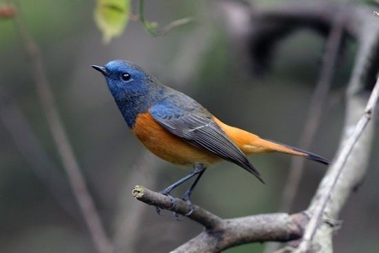 Blue-fronted redstart Bluefronted Redstart BirdForum Opus