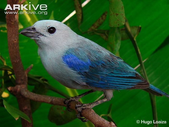 Blue-gray tanager Bluegrey tanager photo Thraupis episcopus G94947 ARKive