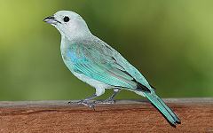 Blue-gray tanager Bluegray tanager Wikipedia