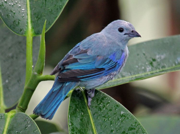 Blue-gray tanager FileBluegray Tanager RWD3jpg Wikimedia Commons