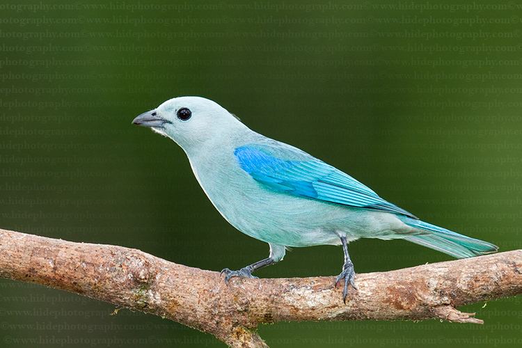 Blue-gray tanager HidePhotography Home