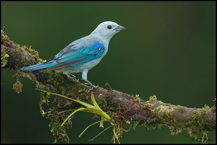 Blue-gray tanager Bluegray Tanager Page