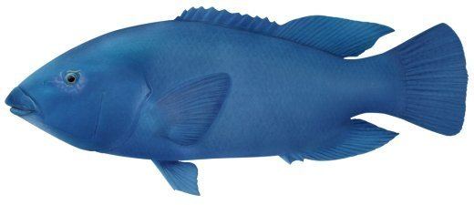 Blue groper Blue groper ltigtAchoerodus viridisltigt NSW Department of Primary