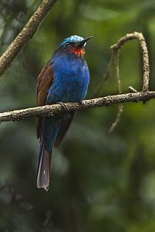Blue-headed bee-eater httpsuploadwikimediaorgwikipediacommonsthu