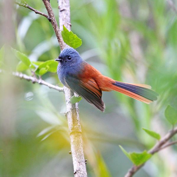 Blue-headed fantail Surfbirds Online Photo Gallery Search Results