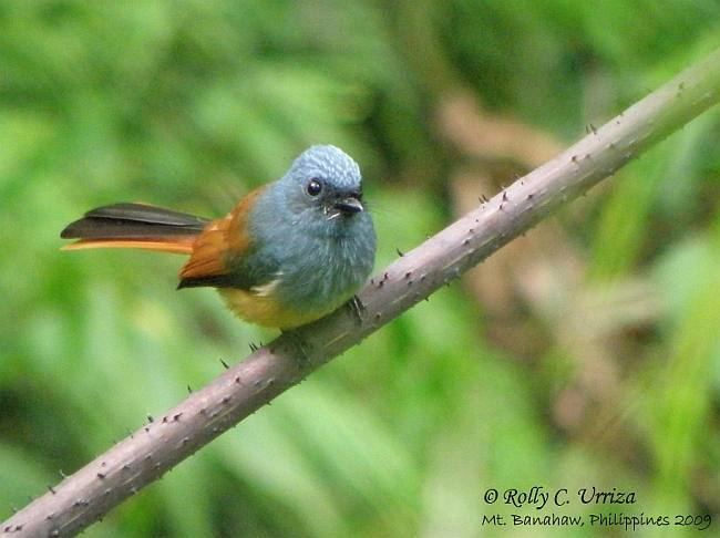 Blue-headed fantail Oriental Bird Club Image Database Blueheaded Fantail Rhipidura