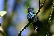 Blue-headed hummingbird httpsuploadwikimediaorgwikipediacommonsthu