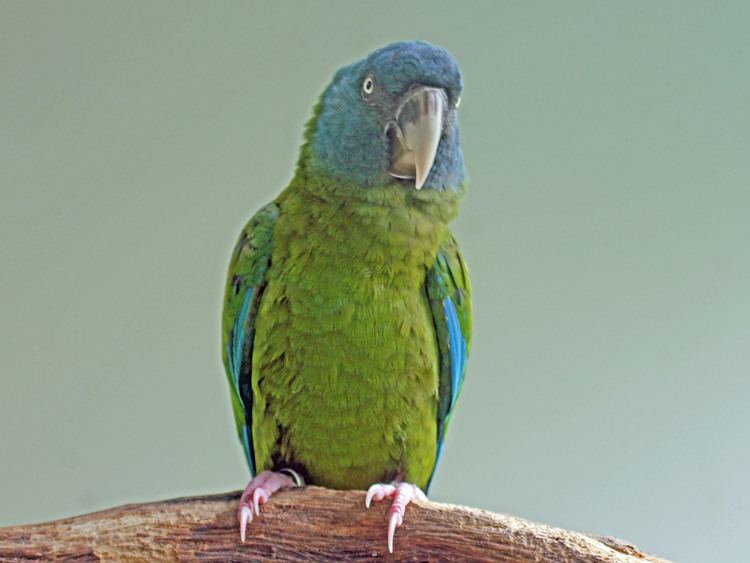 Blue-headed macaw FileBlueheaded Macaw RWD3jpg Wikimedia Commons