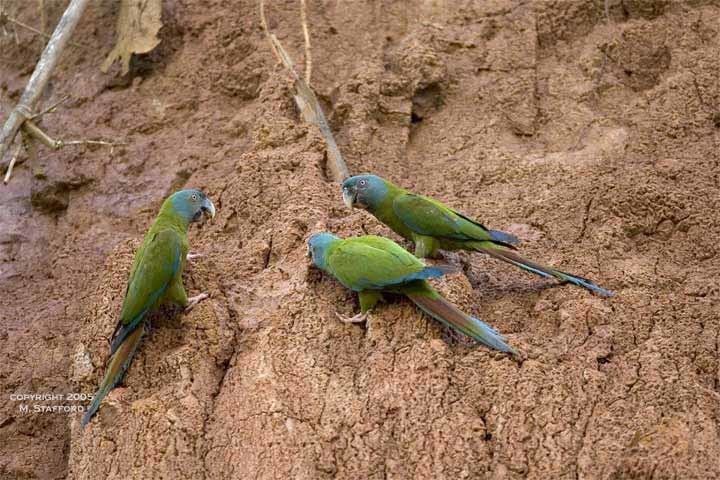 Blue-headed macaw PARROTS INTERNATIONAL