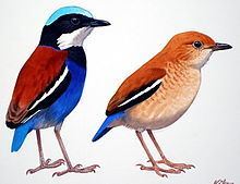 Blue-headed pitta httpsuploadwikimediaorgwikipediacommonsthu