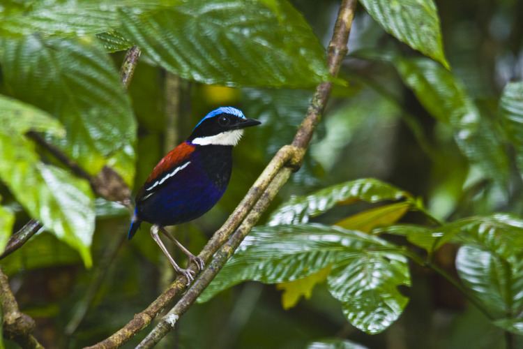 Blue-headed pitta Blueheaded Pitta Hydrornis baudii Got amazing views and Flickr