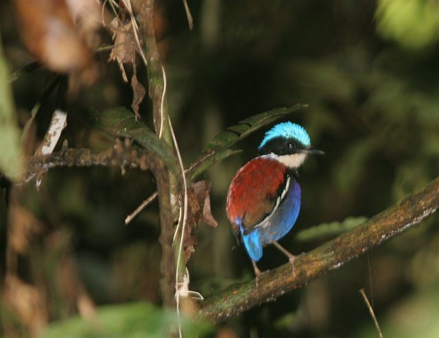 Blue-headed pitta Oriental Bird Club Image Database Blueheaded Pitta Pitta baudii