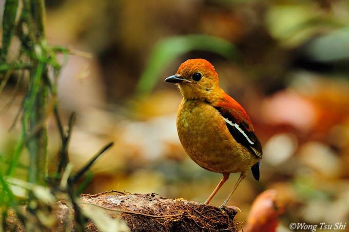 Blue-headed pitta Pitta baudii Blueheaded Pitta photo Wong Tsu Shi photos at