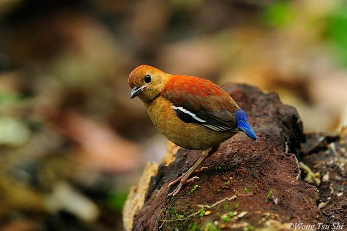 Blue-headed pitta Pitta baudii Blueheaded Pitta photo Wong Tsu Shi photos at