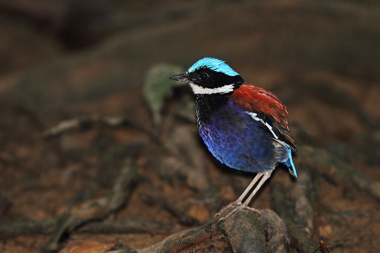 Blue-headed pitta Surfbirds Online Photo Gallery Search Results