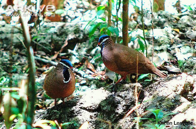 Blue-headed quail-dove Blueheaded quaildove videos photos and facts Starnoenas