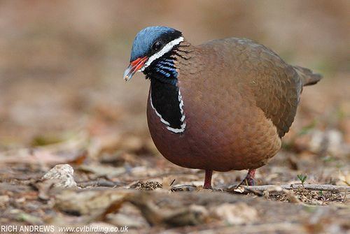 Blue-headed quail-dove The Blueheaded QuailDove Starnoenas cyanocephala is a species of