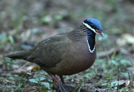 Blue-headed quail-dove Blueheaded Quaildove Starnoenas cyanocephala videos photos and