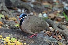 Blue-headed quail-dove httpsuploadwikimediaorgwikipediacommonsthu