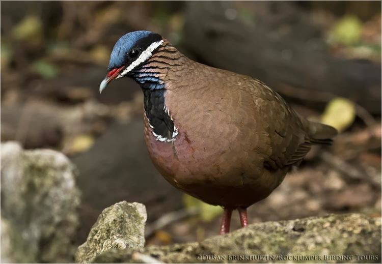 Blue-headed quail-dove Blueheaded Quaildove Starnoenas cyanocephala videos photos and