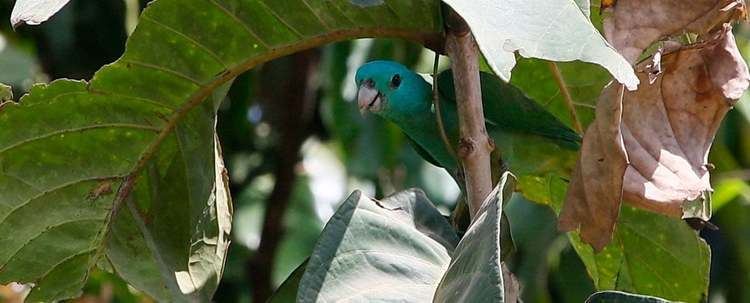 Blue-headed racket-tail Blueheaded Racquettail Prioniturus platenae Birds Pets