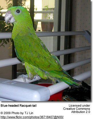 Blue-headed racket-tail Blueheaded Rackettailed Parrot aka Palawan Racquettail Parrot