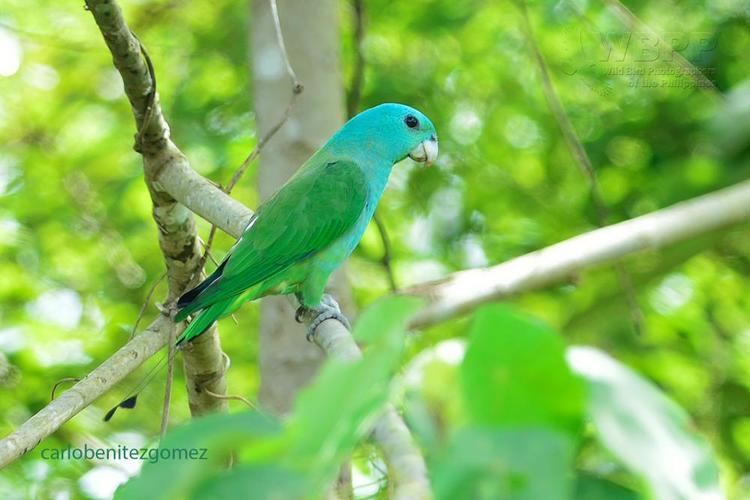 Blue-headed racket-tail Blueheaded Racquettail Prioniturus platenae videos photos and