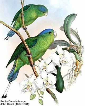 Blue-headed racket-tail httpswwwbeautyofbirdscomimagesbirdsparrots