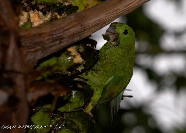 Blue-headed racket-tail Oriental Bird Club Image Database Blueheaded Racquettail