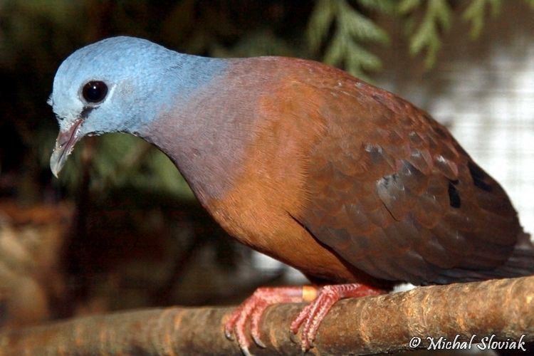 Blue-headed wood dove Image Turtur brehmeri Blueheaded Wooddove BioLibcz