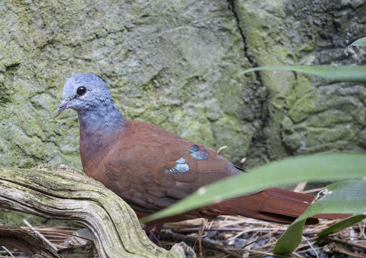 Blue-headed wood dove Pictures and information on Blueheaded Wooddove