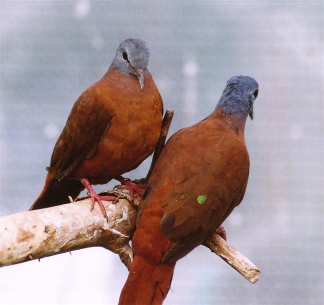 Blue-headed wood dove Blueheaded Wood Dove