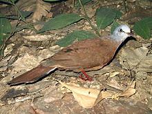 Blue-headed wood dove httpsuploadwikimediaorgwikipediacommonsthu