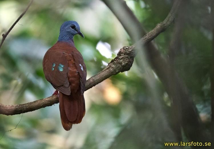 Blue-headed wood dove Blueheaded Wooddove Turtur brehmeri videos photos and sound