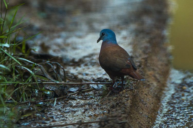 Blue-headed wood dove FileBlueheaded WoodDove Ankasa Ghana 14 S4E2058 16203817205