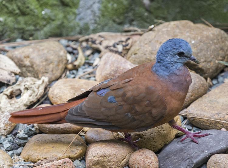 Blue-headed wood dove Pictures and information on Blueheaded Wooddove