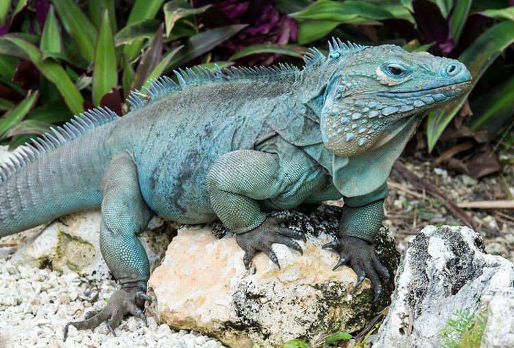 Blue iguana Blue Iguana Facts and Pictures Reptile Fact