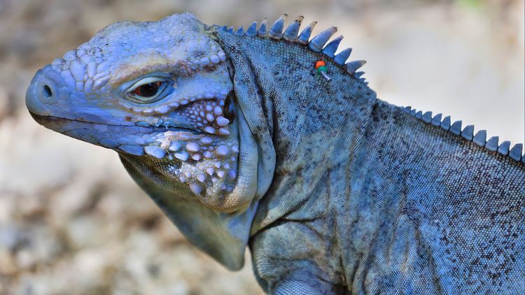 Blue iguana Return of the Blue Dragon Undark