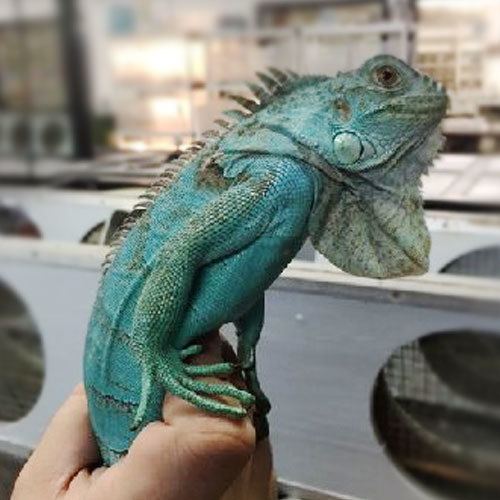 Blue iguana wwwreptilesncritterscomimageslargeblueiguanajpg