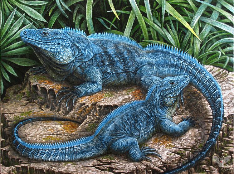 Blue iguana 1000 images about The Blue Iguana Grand Cayman on Pinterest