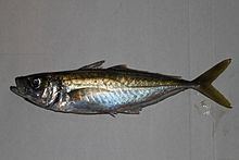 Blue jack mackerel httpsuploadwikimediaorgwikipediacommonsthu
