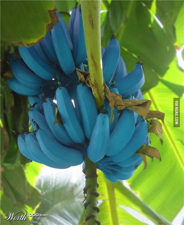 blue java bananas