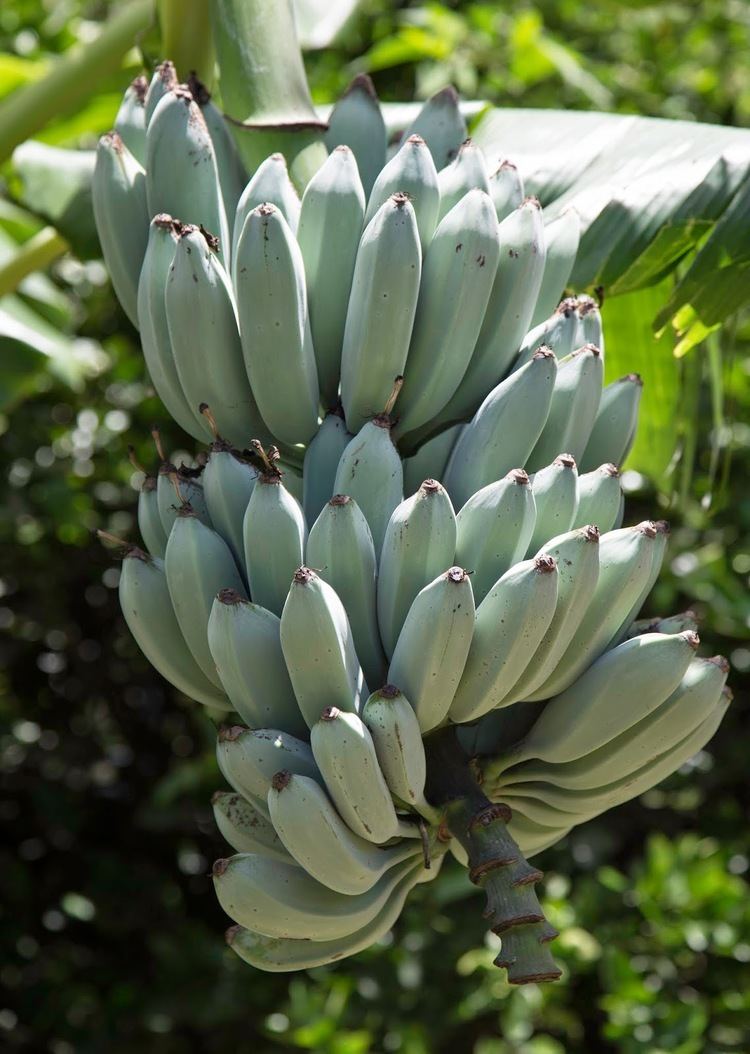 blue java bananas in hawaii