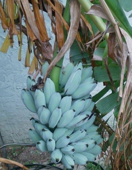 Blue Java banana httpssmediacacheak0pinimgcom564xaff35d