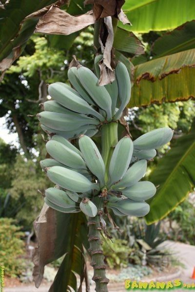 peeled blue java bananas