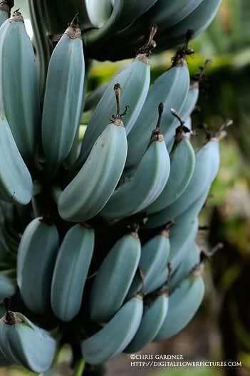 blue java bananas maryland