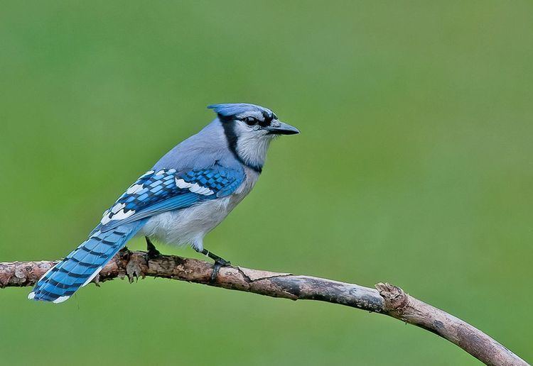 Blue jay Blue Jays Blue Jay Pictures Blue Jay Facts National Geographic