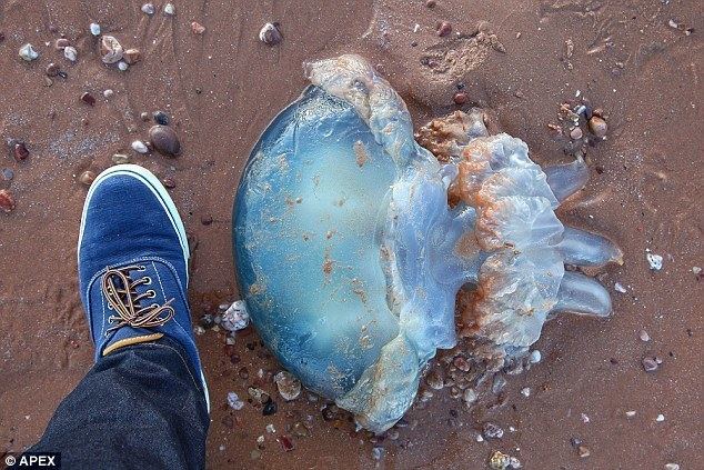 Blue jellyfish Jellyfish invade British beaches and PHILIP HOARE writes on his love